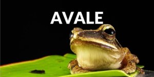 Avaler le crapaud de bon matin